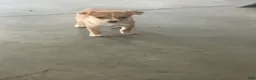 Chihuahua dogs for sale: Maria - Ad 1