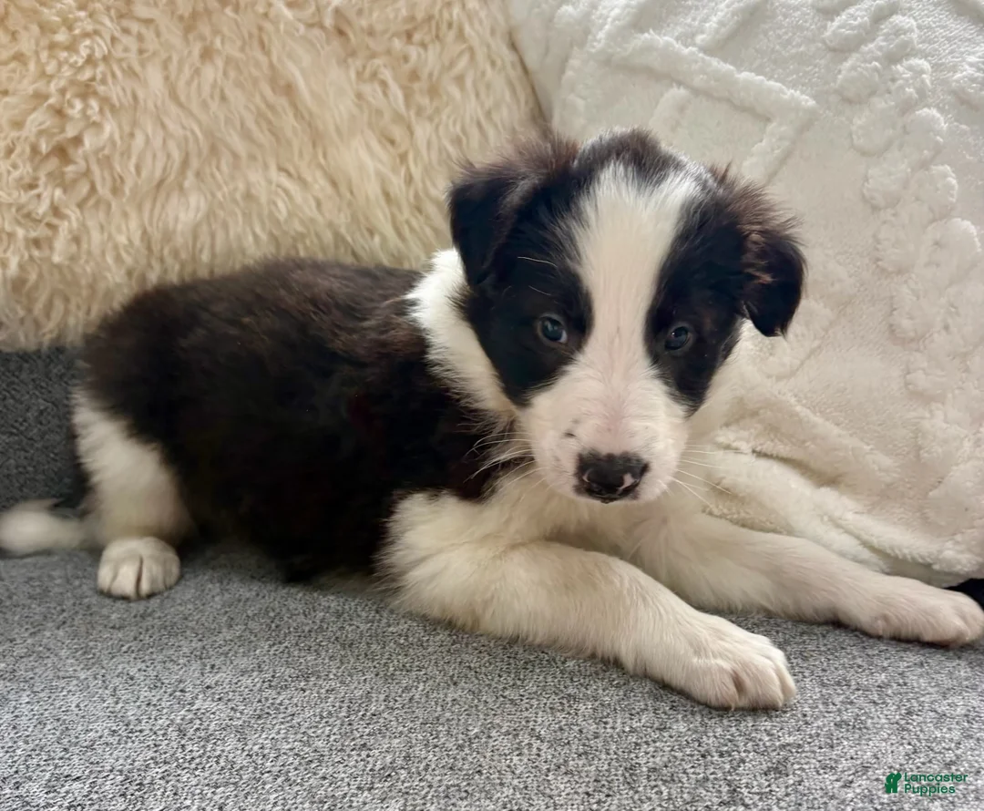 Border Collie dogs for sale: Border Collie Puppy 1 - Ad 2