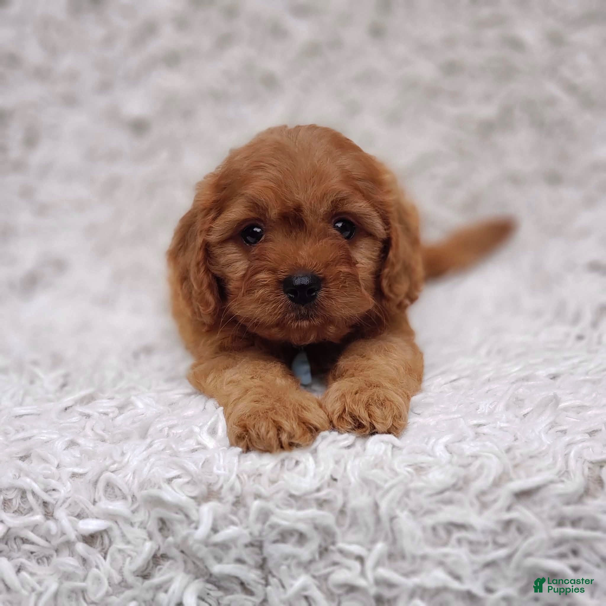 Cavapoo dogs Reuben  - Ad 20