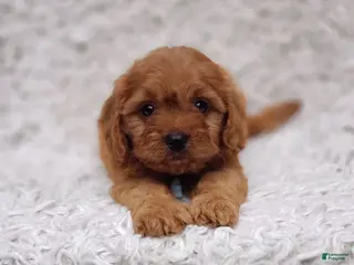 Cavapoo dogs Reuben - Ad 20