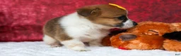 Welsh Corgi Pembroke dogs for sale: Ariel 💕 - Ad 9