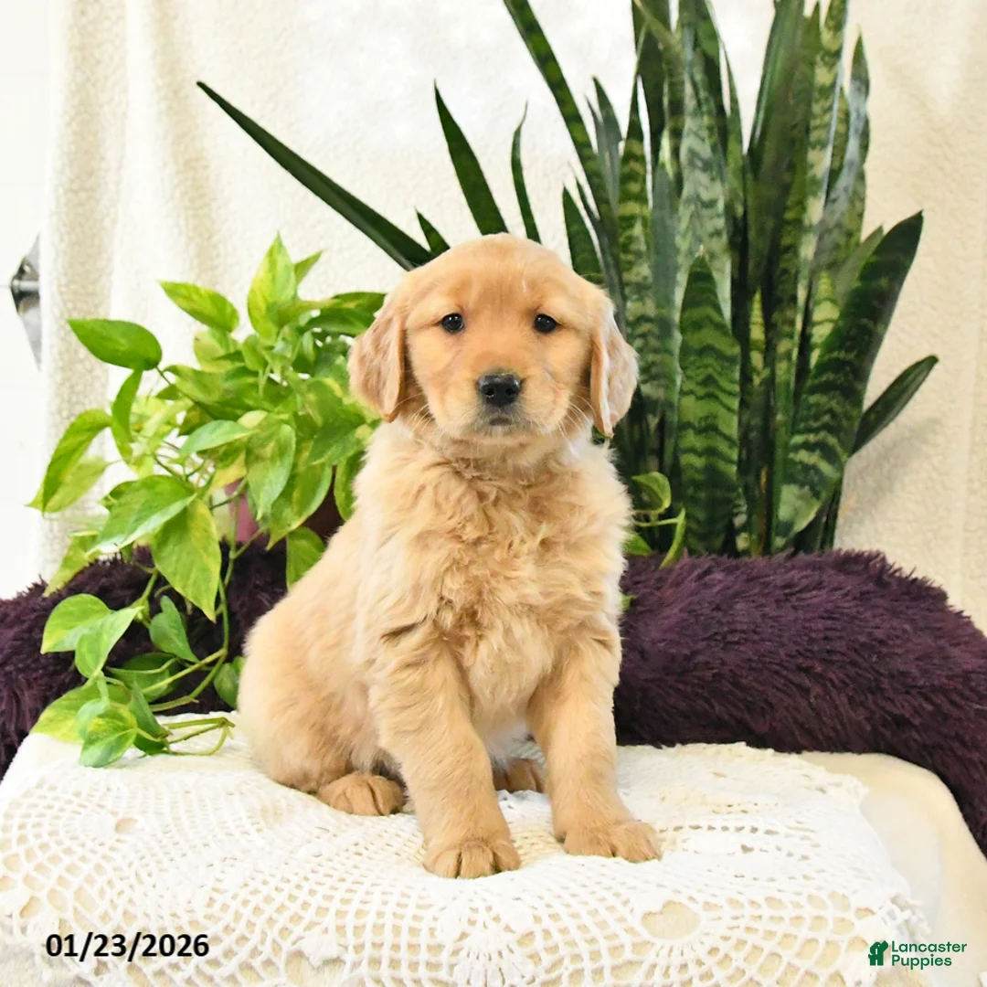 Golden Retriever dogs for sale: Pazely - Ad 3