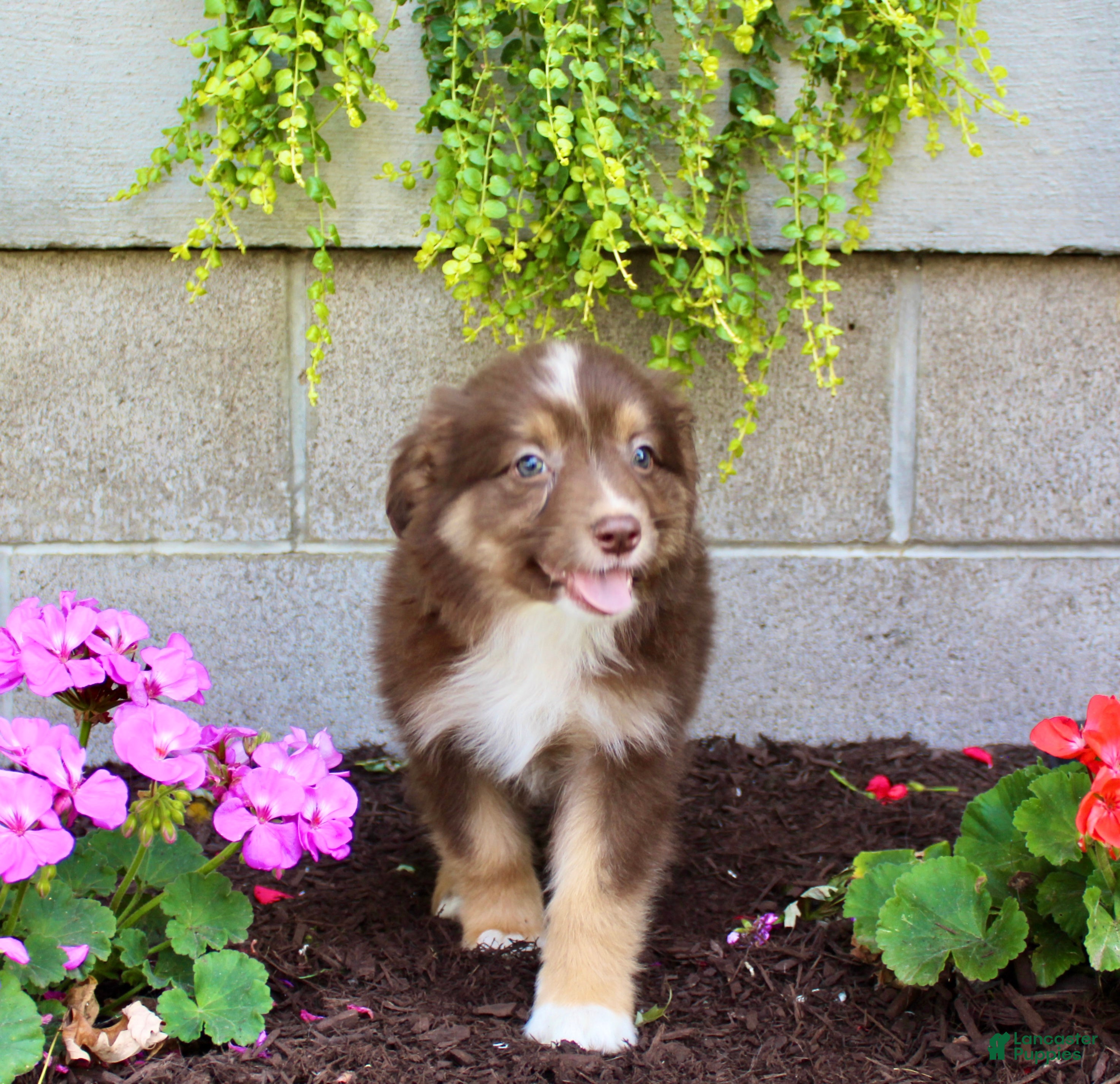 Australian Shepherd dogs Timmy - Ad 1