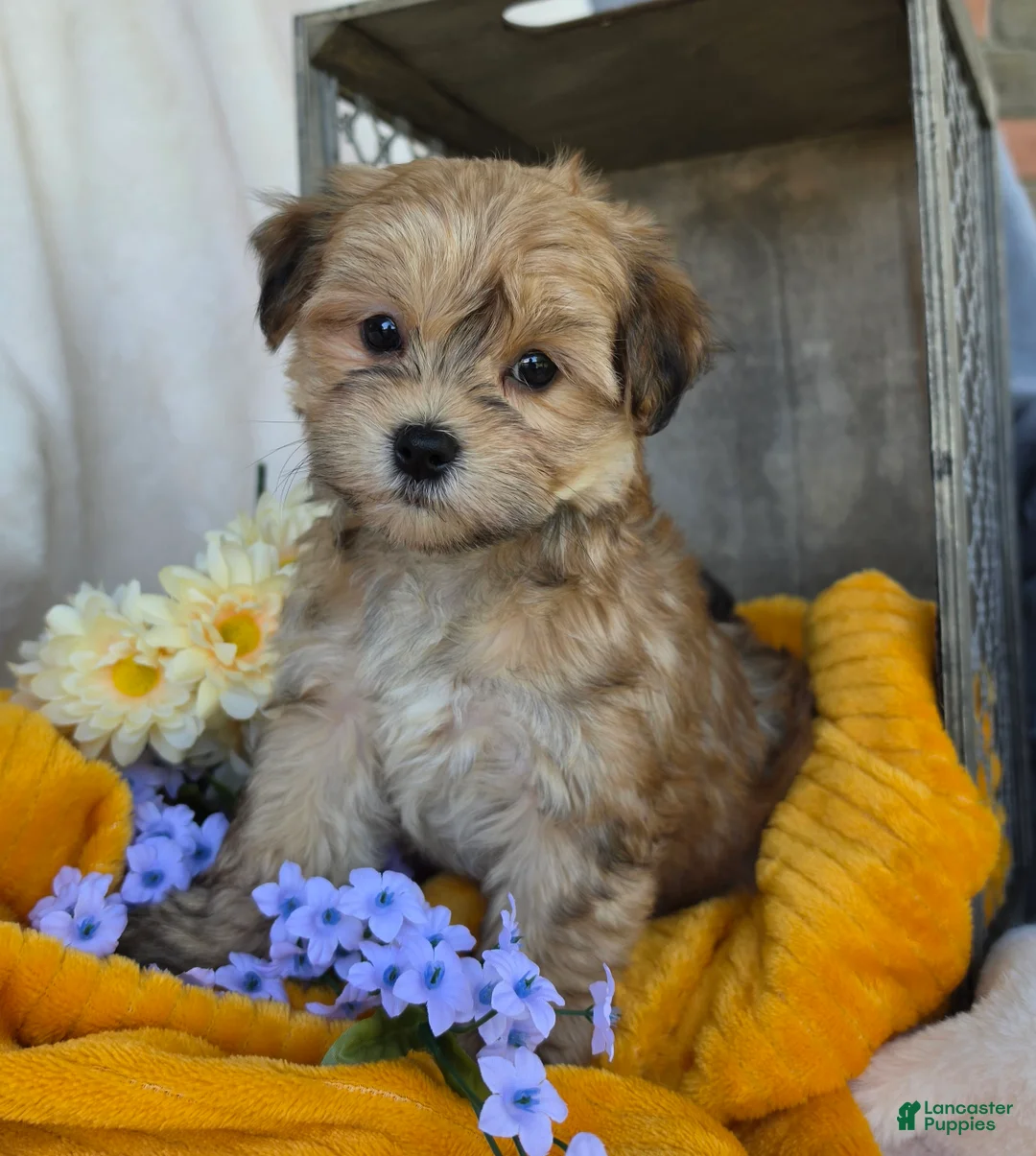 Morkie dogs for sale: Lexie - Ad 2