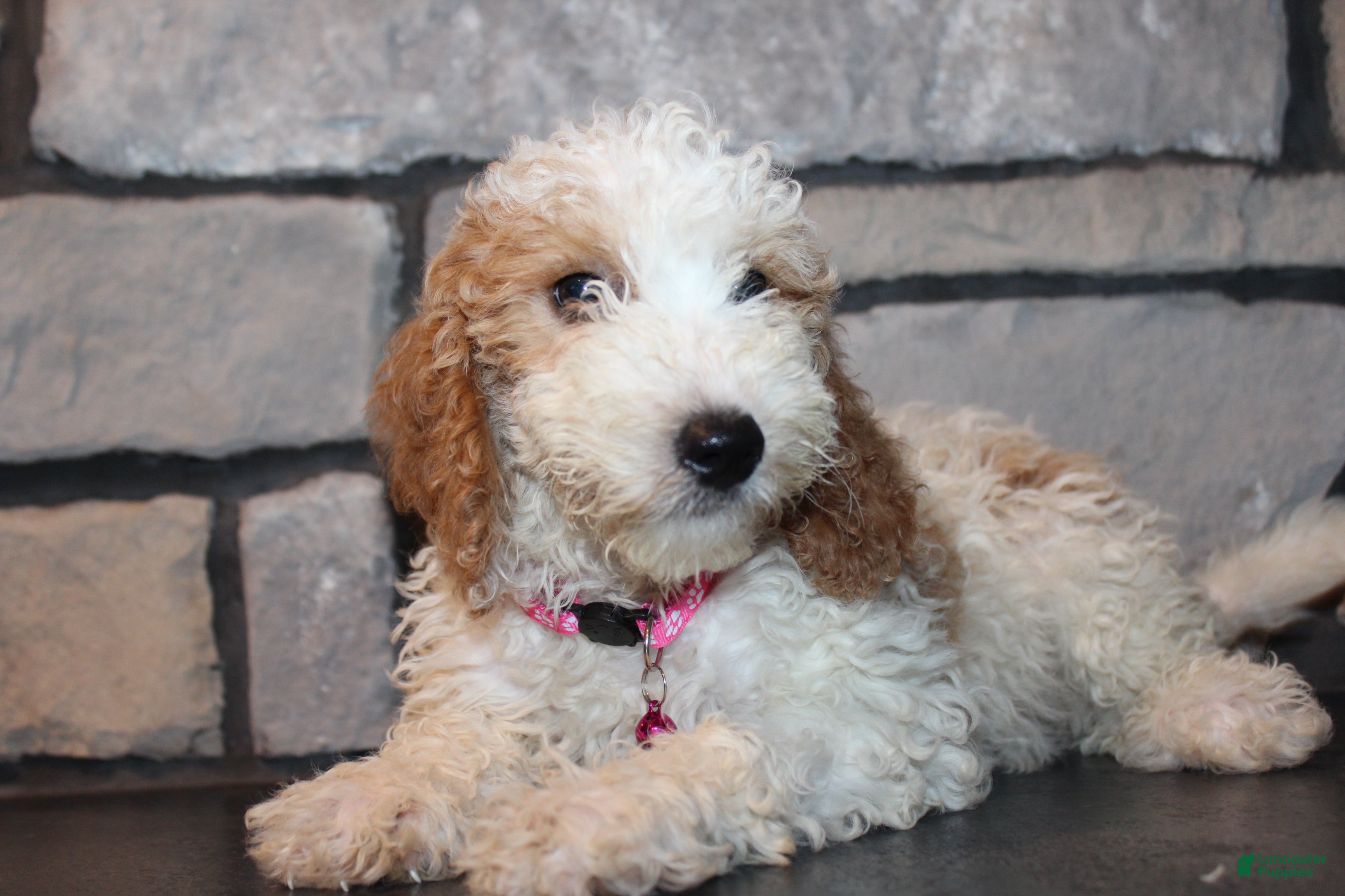 Mini Goldendoodle dogs Lucy - Ad 1
