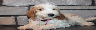 Lucy