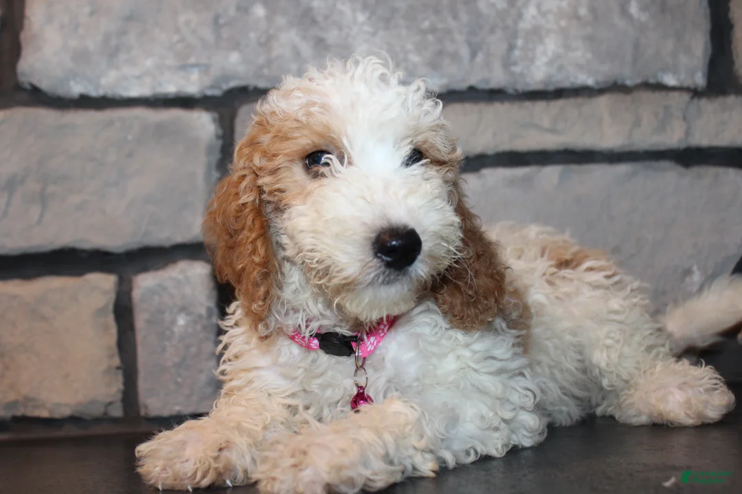 Mini Goldendoodle dogs for sale: Lucy - Ad 1