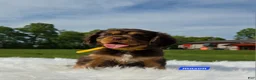 Cavalier King Charles Spaniel dogs for sale: Mason - Ad 3