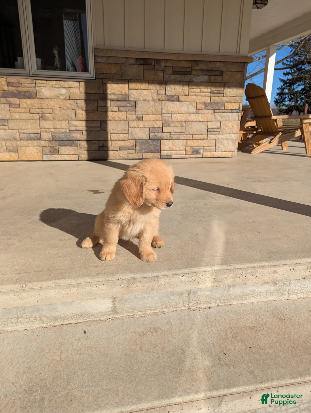 Golden Retriever dogs for sale: Milo - Ad 2