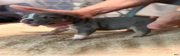 American Bully dogs for sale: Girl 1 - Ad 4