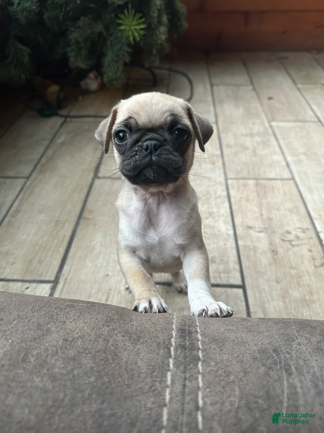Pug dogs for sale: Fiona - Ad 5