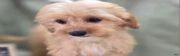 Cavapoo dogs for sale: Miles - Ad 7