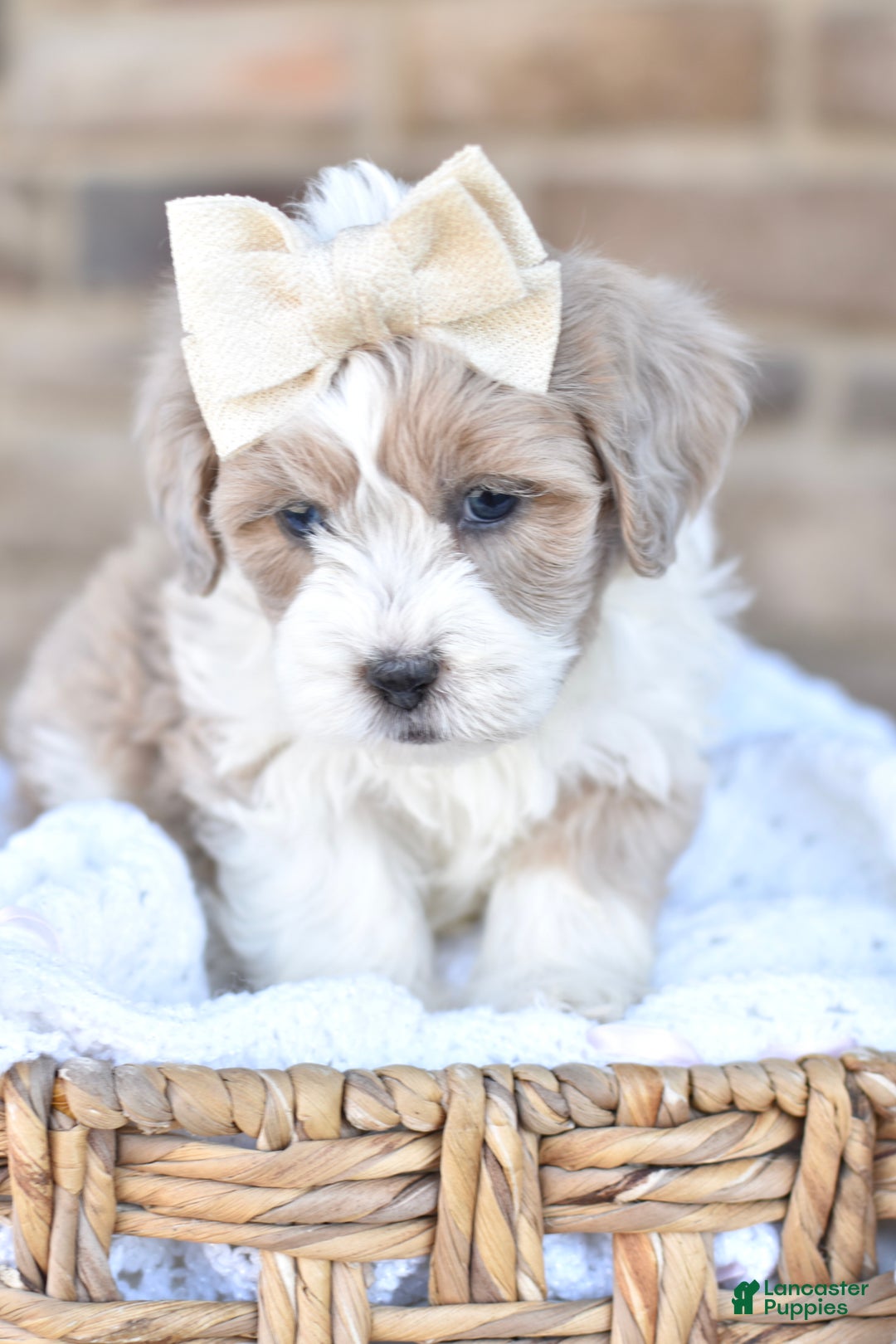 Mixed Breed dogs for sale: Sandy - Ad 4