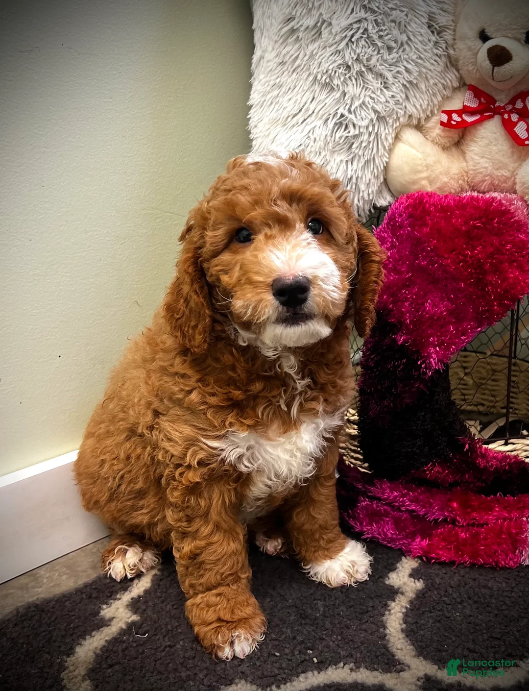 Mini Goldendoodle dogs for sale: Bravo (Miniature Boy) - Ad 2