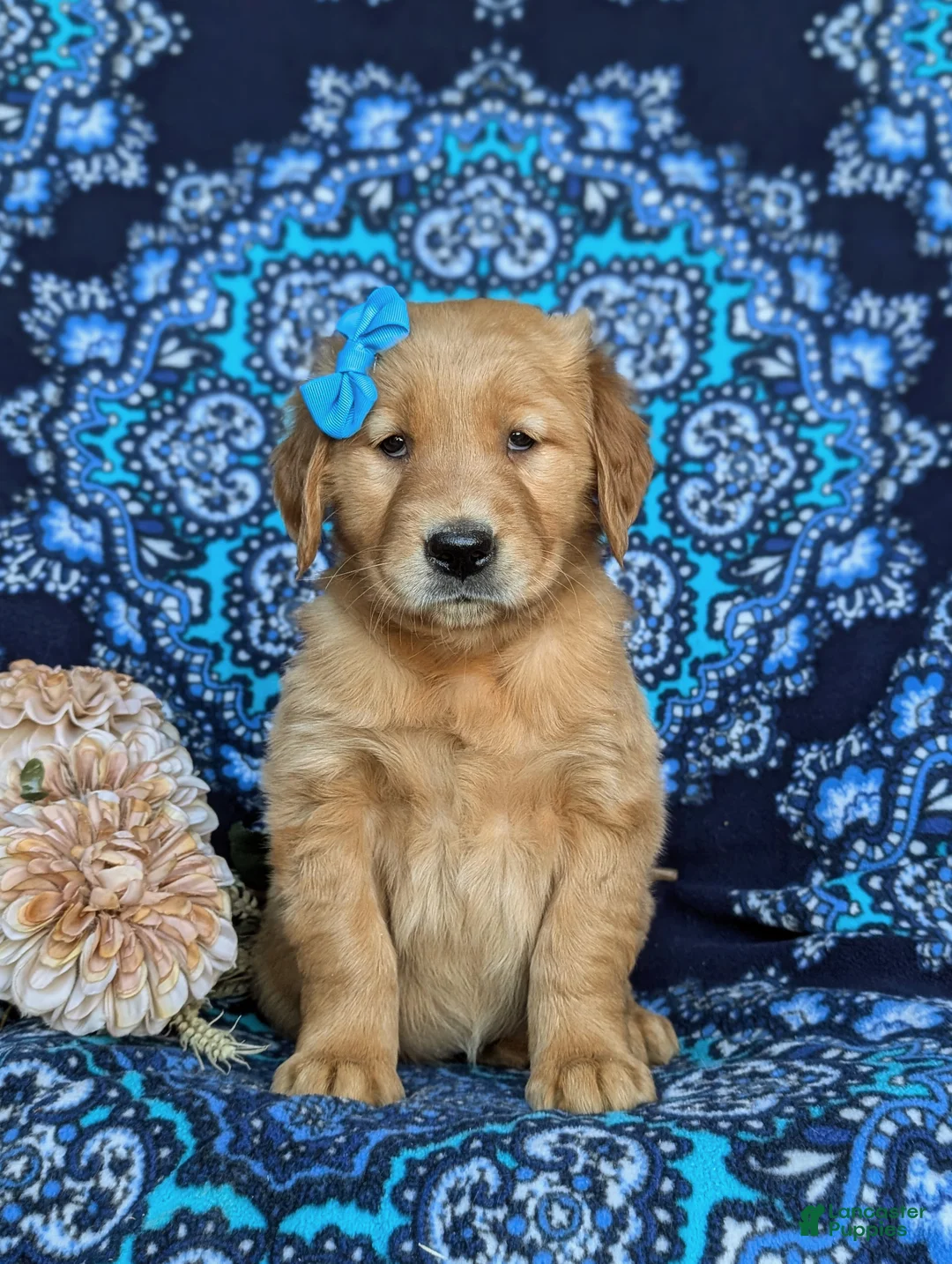 Golden Retriever dogs for sale: Mable - Ad 2