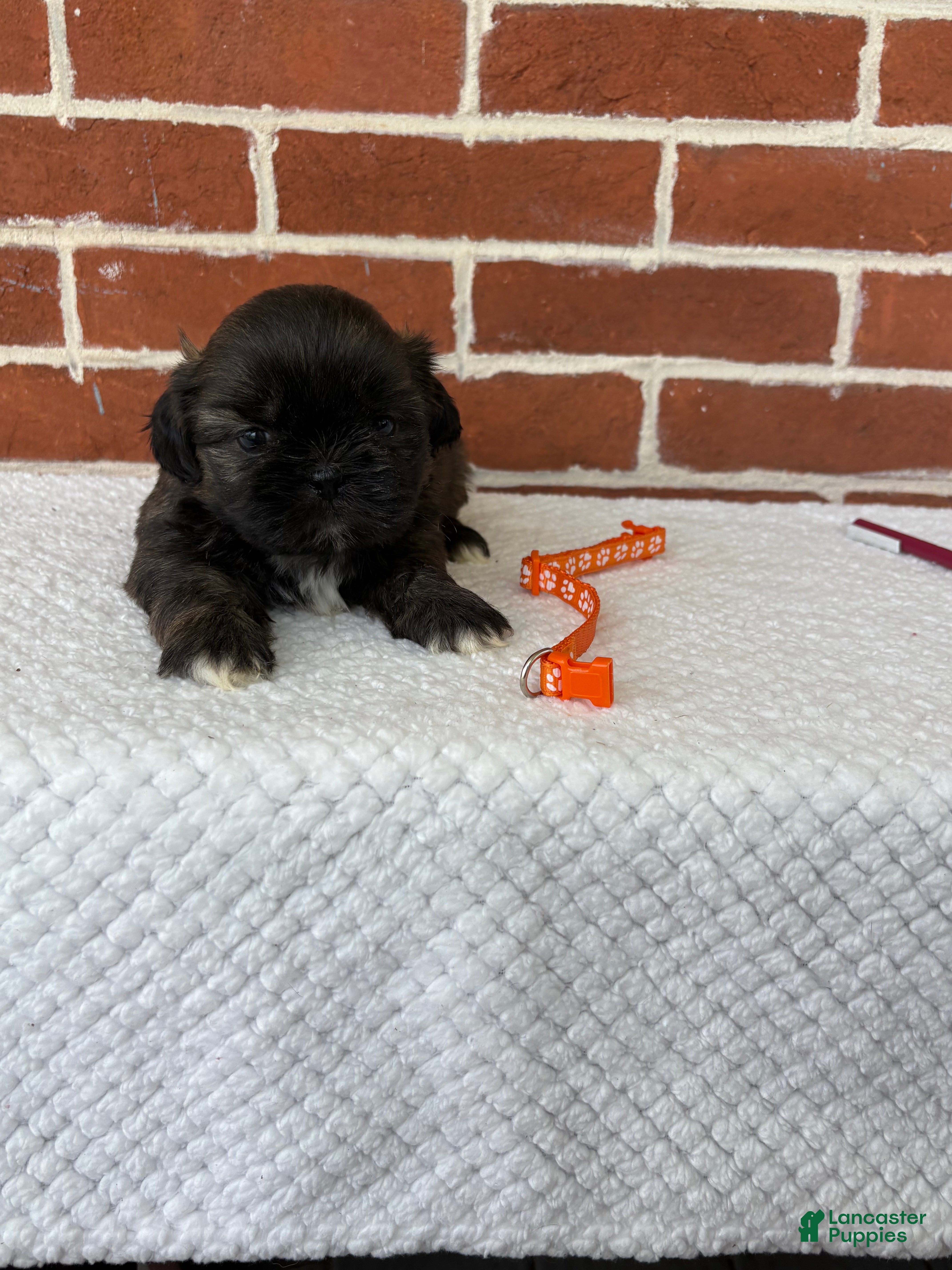 Shih Tzu dogs for sale: Lenny - Ad 8