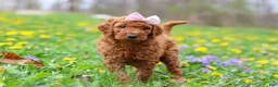 Goldendoodle dogs for sale: Sunny F1b - Ad 1