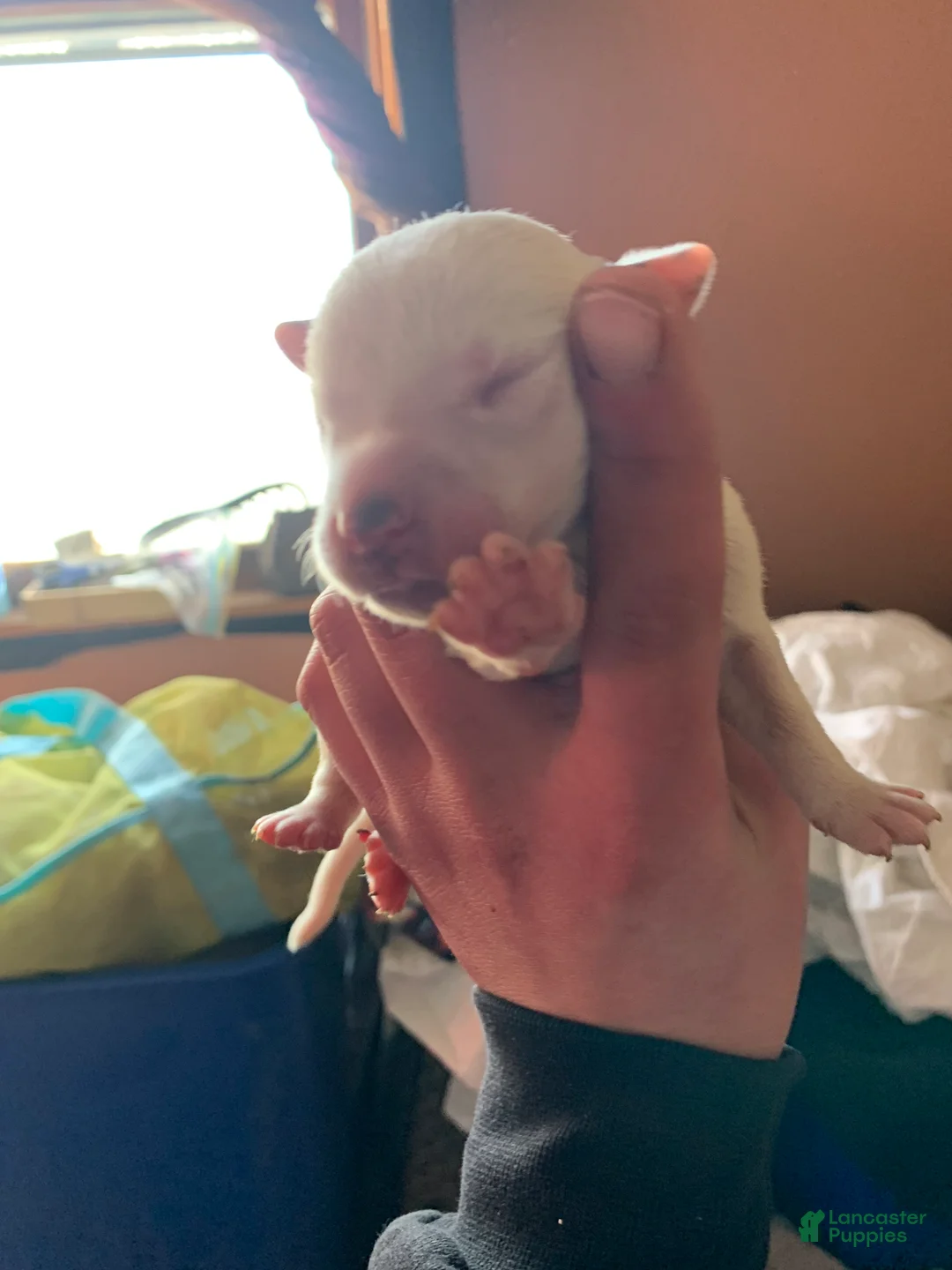 American Pit Bull Terrier dogs for sale: American Pit Bull Terrier Puppy 10 - Ad 1