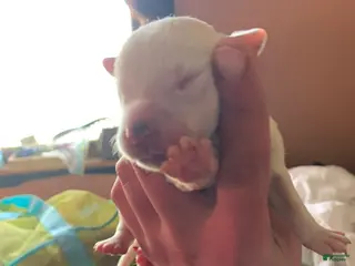 American Pit Bull Terrier dogs American Pit Bull Terrier Puppy 10 - Ad 1