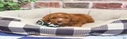 Cavapoo dogs for sale: Strudel - Ad 3