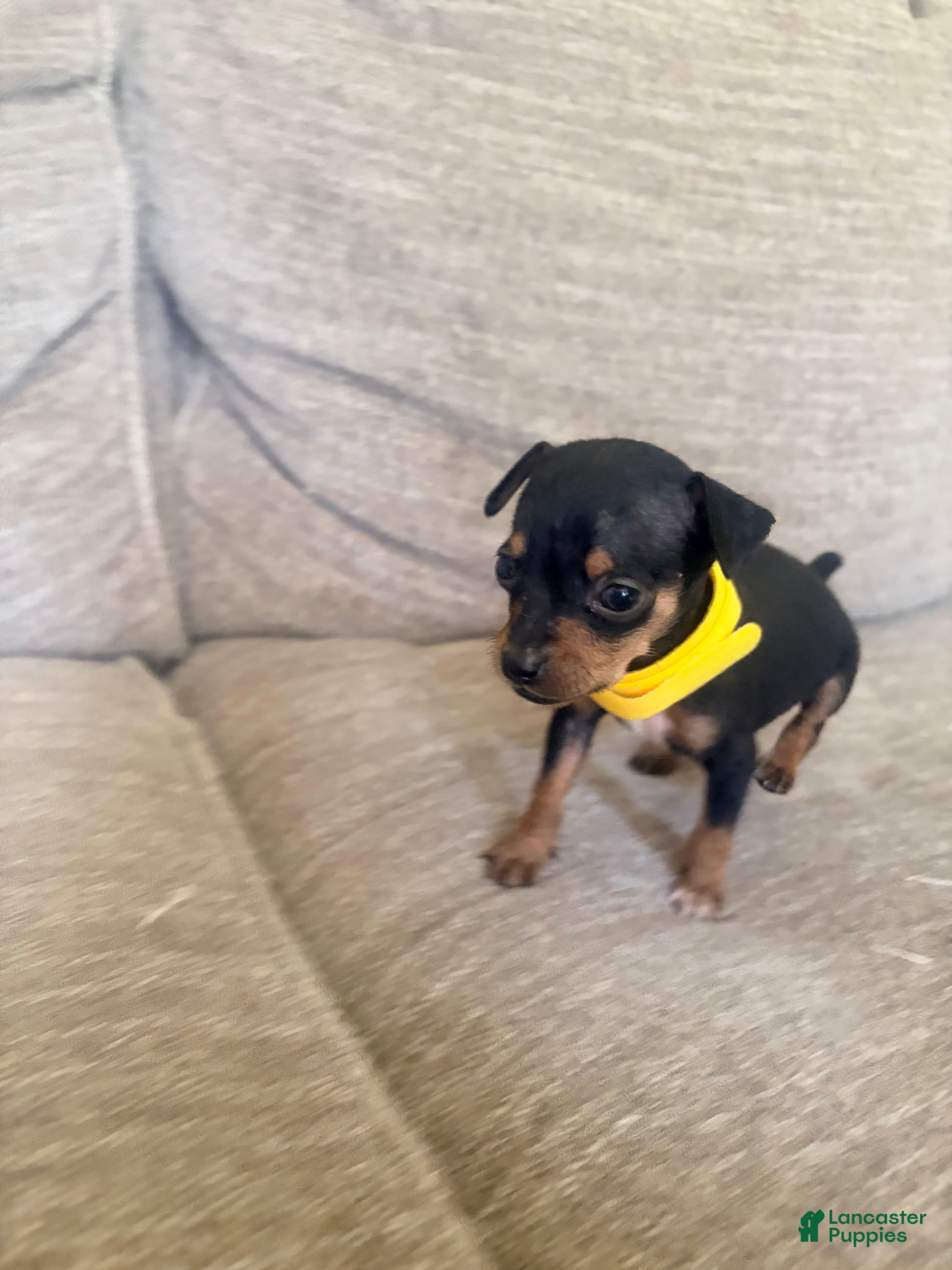Miniature Pinscher dogs Miniature Pinscher 2 - Ad 37