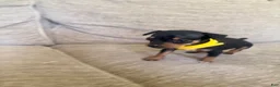 Miniature Pinscher dogs for sale: Miniature Pinscher 2 - Ad 1