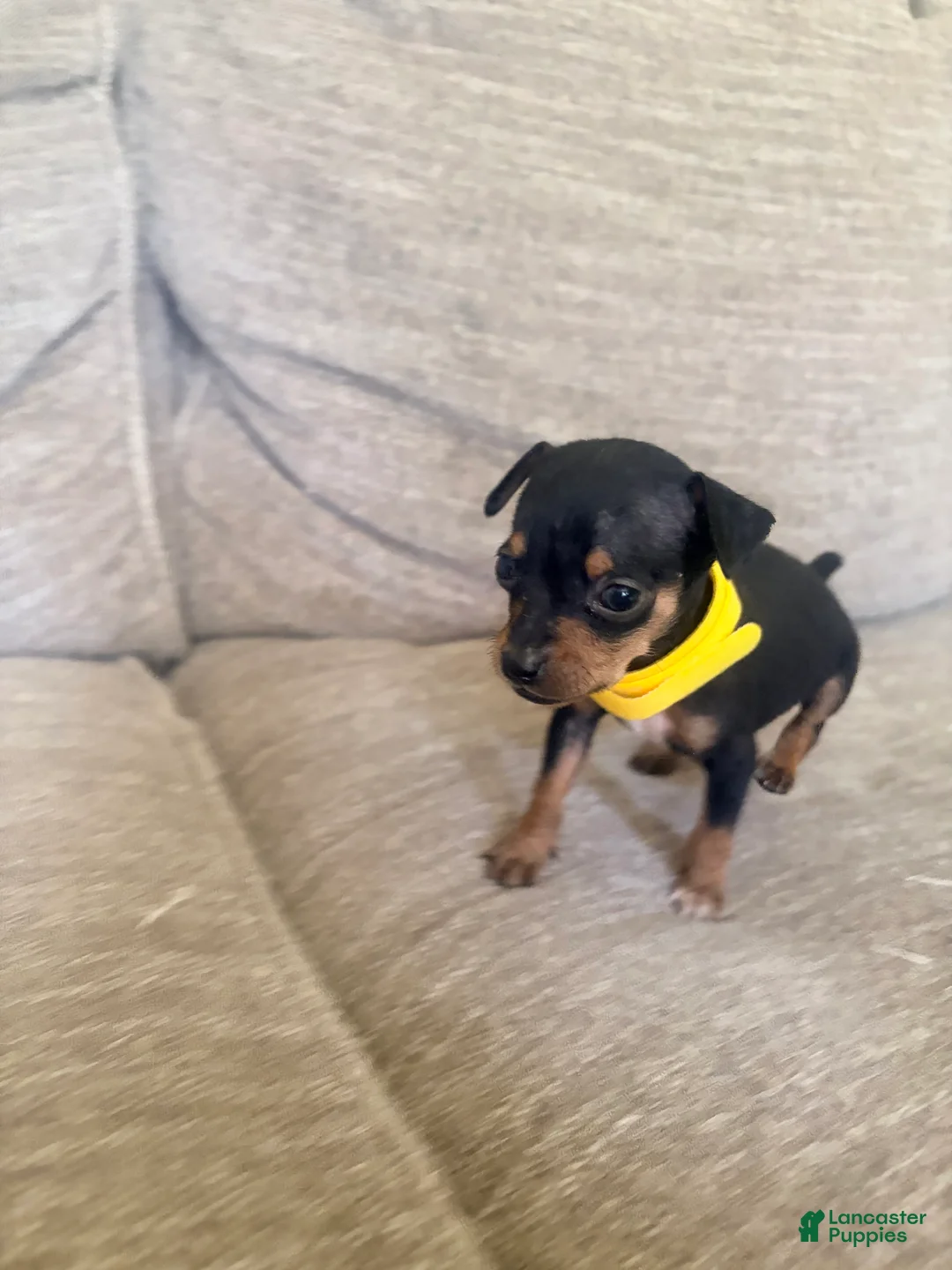 Miniature Pinscher dogs for sale: Miniature Pinscher 2 - Ad 1