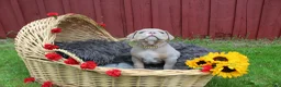 American Bully dogs for sale: Hulk - Ad 5