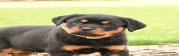 Rottweiler dogs for sale: Harvey - Ad 3