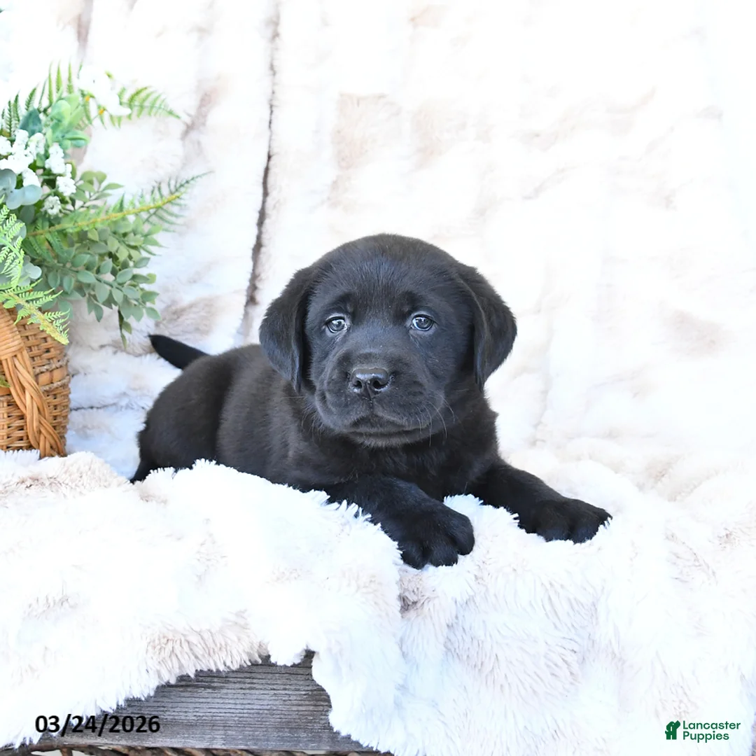 Labrador Retriever dogs for sale: Fritz - Ad 2
