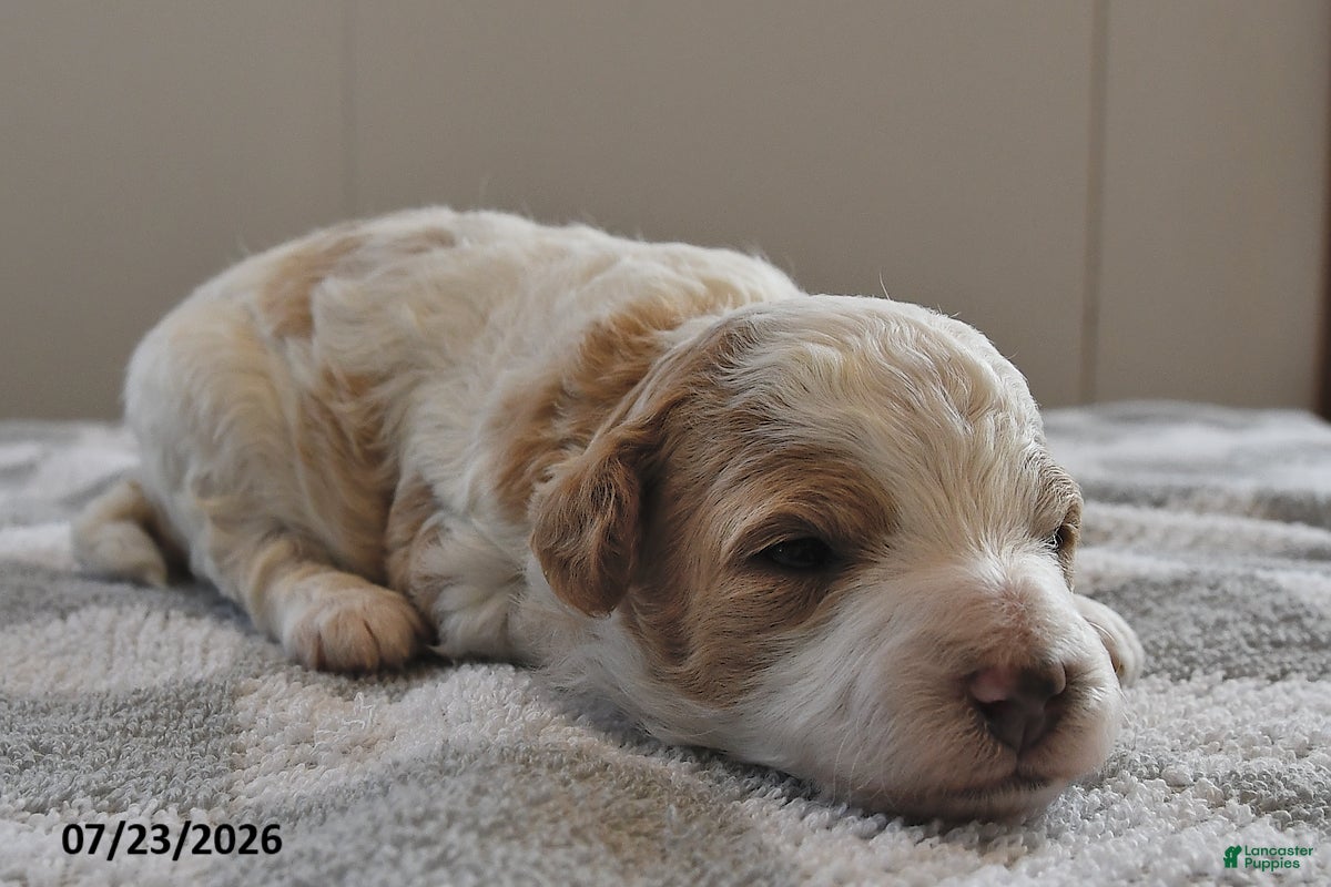 Mini Goldendoodle dogs Leo - Ad 1