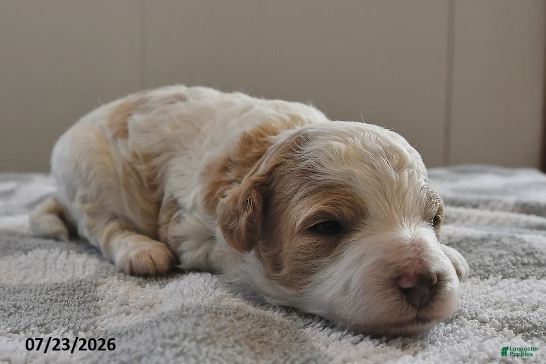 Mini Goldendoodle dogs for sale: Leo - Ad 1