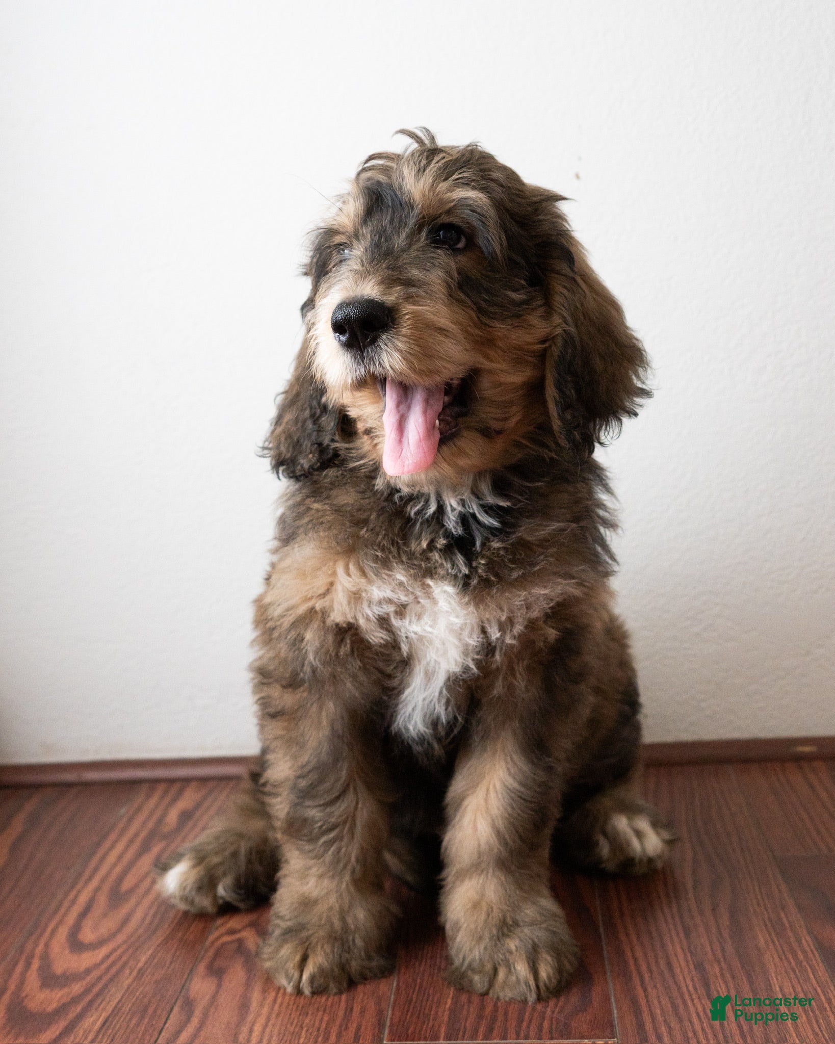 Mixed Breed dogs Mixed Breed Puppy 6 - Ad 3