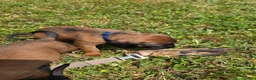 Other breed dogs for sale: Bavarian Mountain Scent Hound Blue Male Puppy - Ad 3