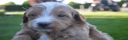 Mini Goldendoodle dogs for sale: Cooper  - Ad 3