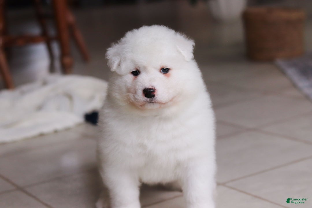 Samoyed dogs for sale: Alvin - Ad 9