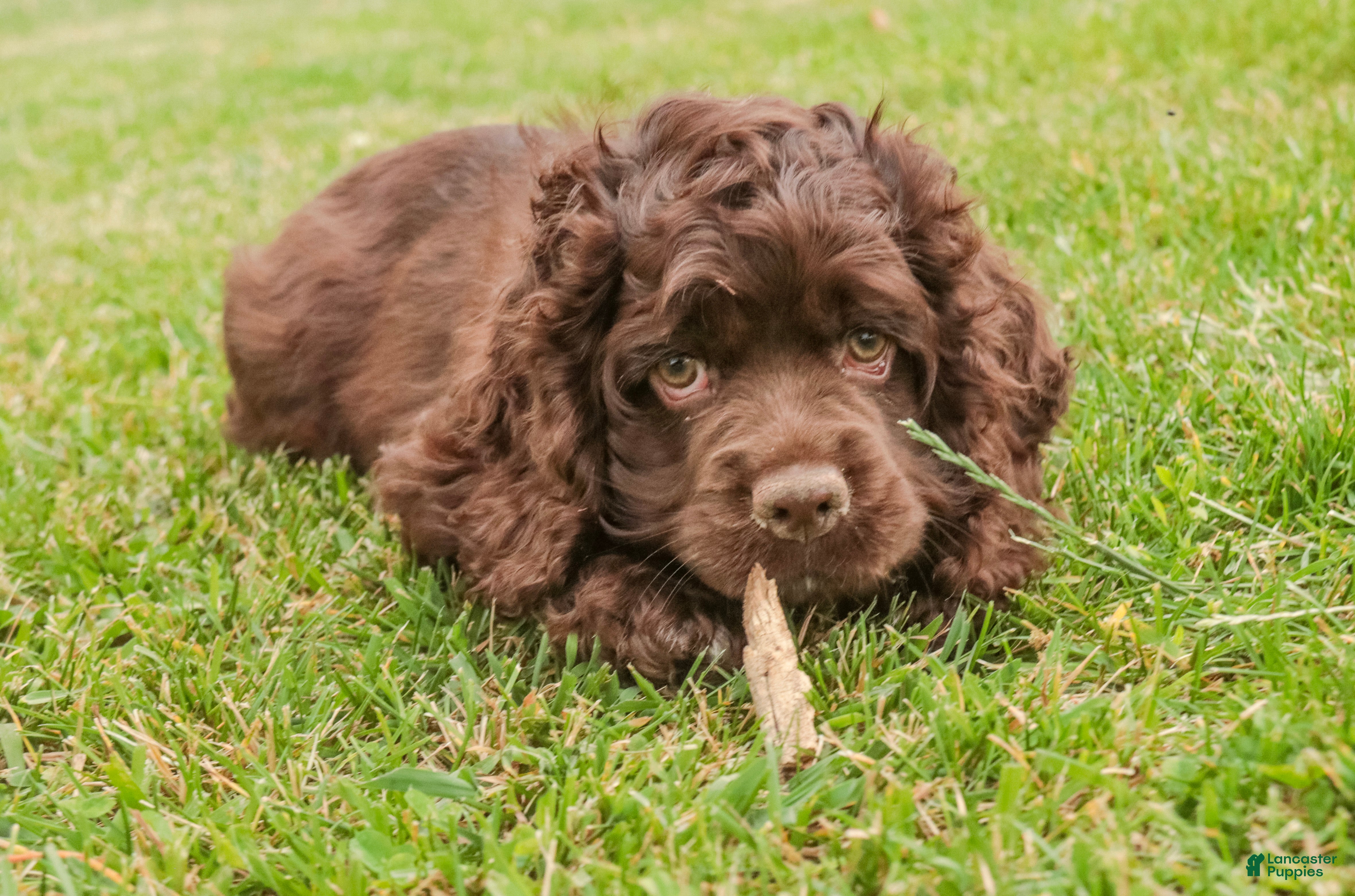 Cocker Spaniel dogs Brownie - Ad 2