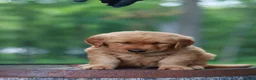 Golden Retriever dogs for sale: Beau - Ad 5