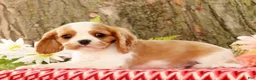 Cavalier King Charles Spaniel dogs for sale: Zack - Ad 7
