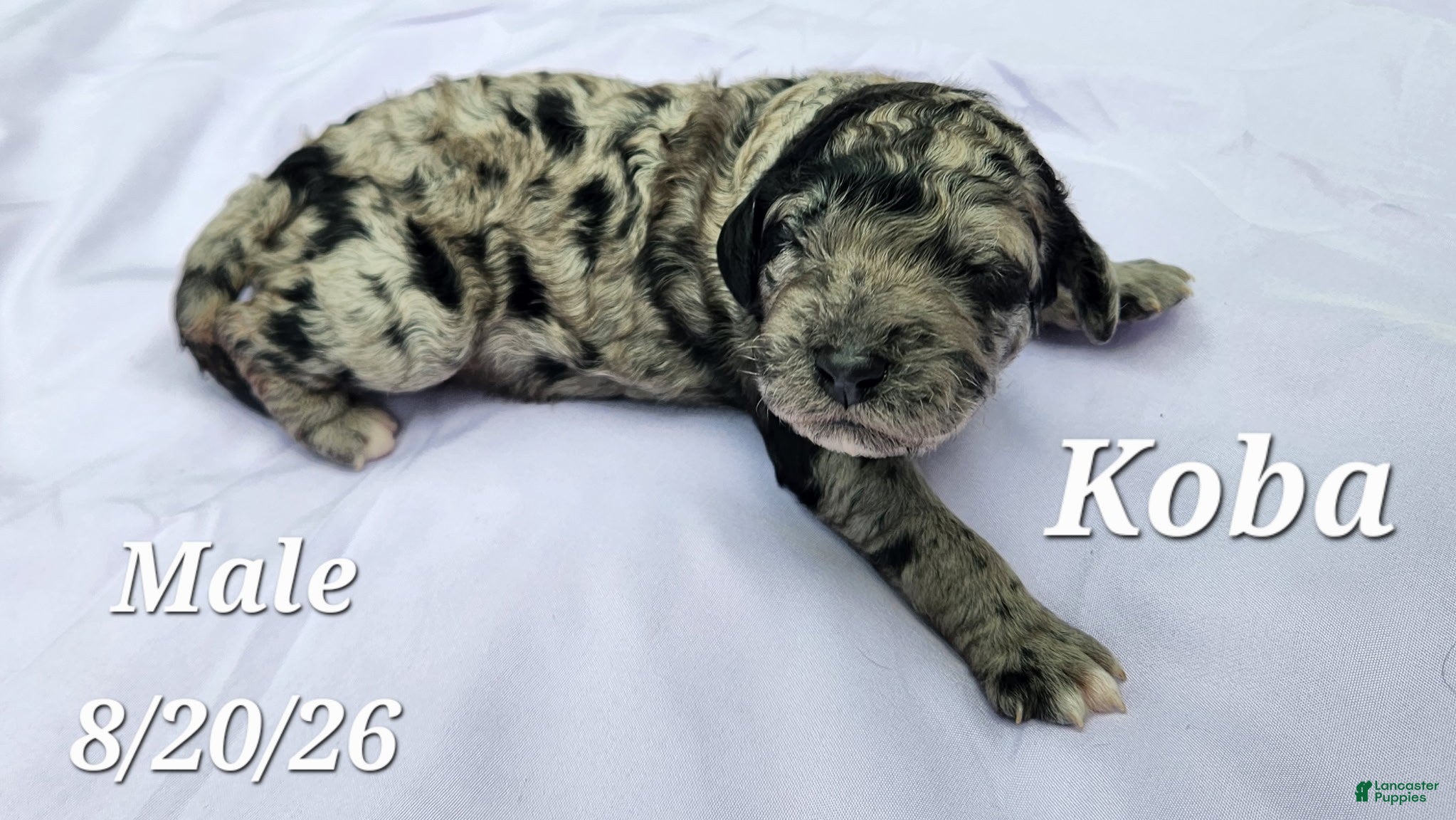 Labradoodle dogs Koba - Ad 1