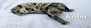 Koba