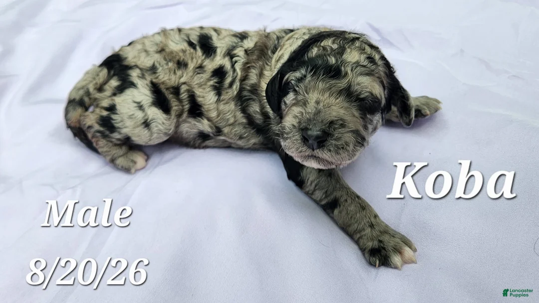 Labradoodle dogs for sale: Koba - Ad 1