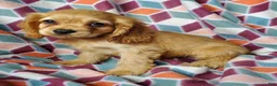 Cocker Spaniel dogs for sale: Mazy - Ad 3