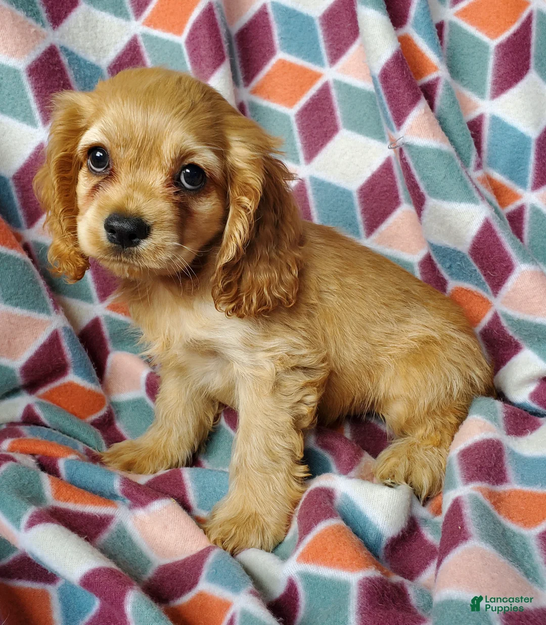 Cocker Spaniel dogs for sale: Mazy - Ad 3