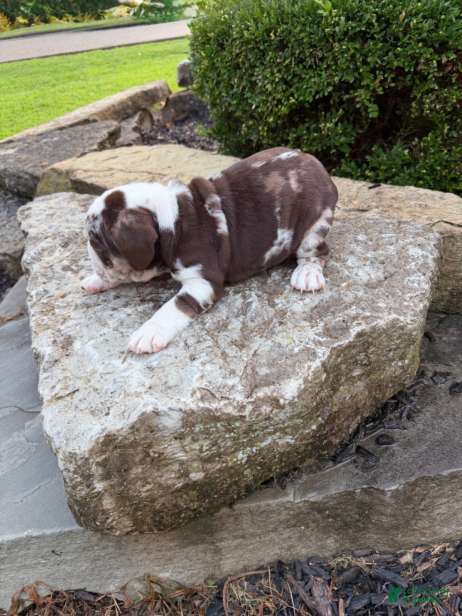 English Bulldog dogs Cocoa - Ad 2