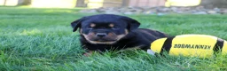 Rottweiler dogs for sale: Ryder - Ad 6