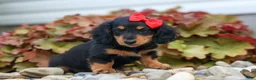 Miniature Dachshund dogs for sale: Tucker 🐶 - Ad 2