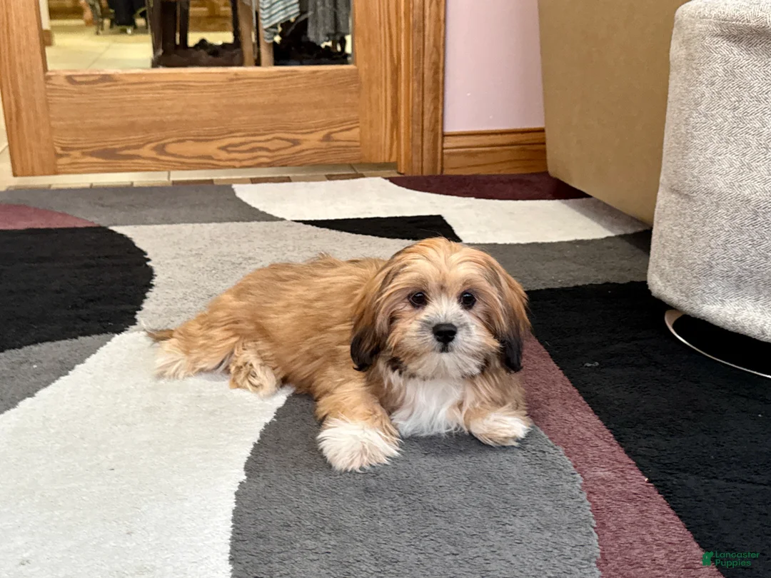 Lhasa Apso dogs for sale: Janie - Ad 2