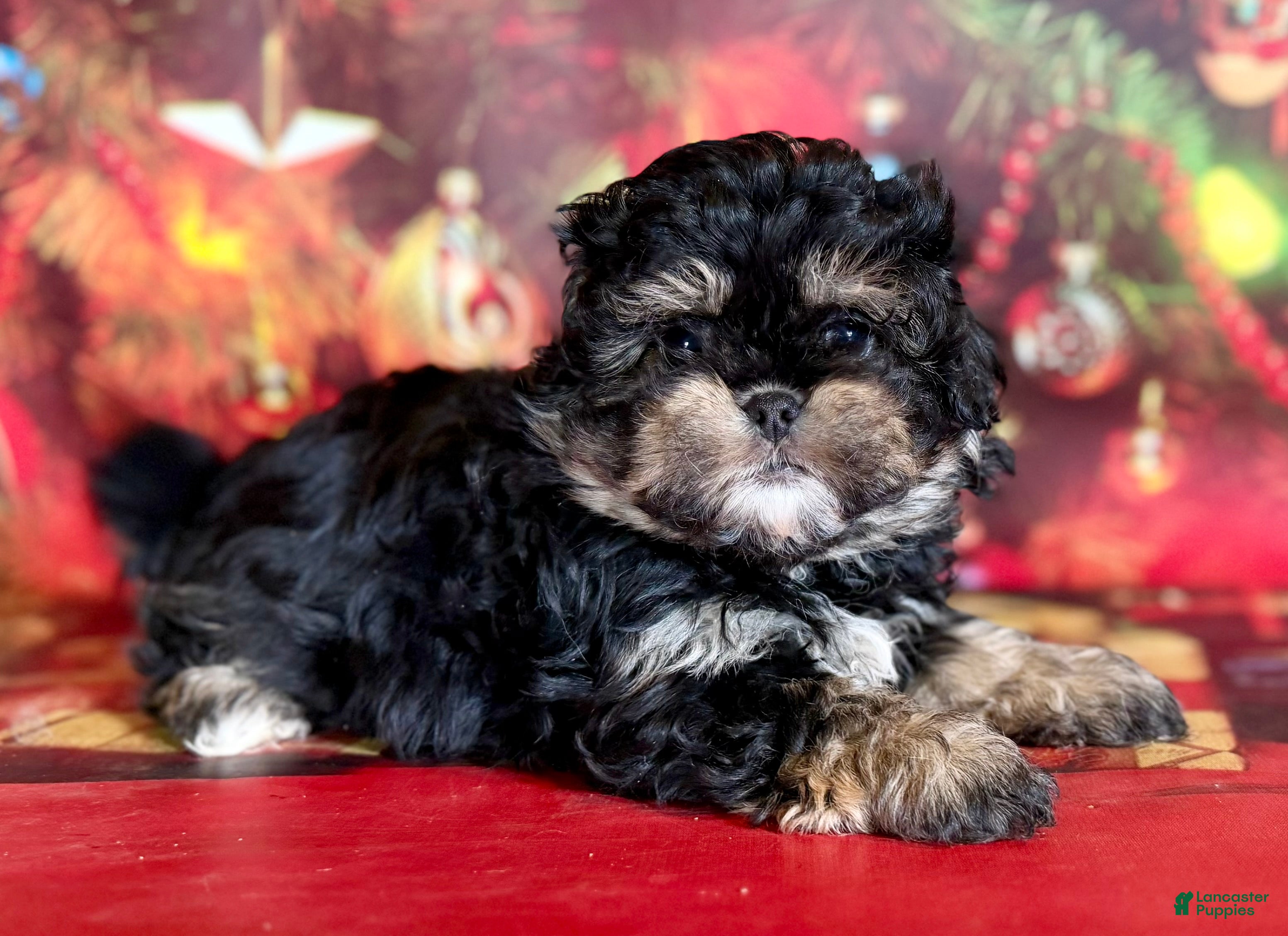 Mixed Breed dogs Maci - Ad 38