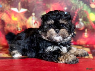 Mixed Breed dogs Maci - Ad 12